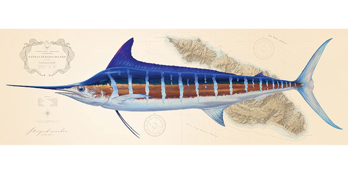 Striped Marlin