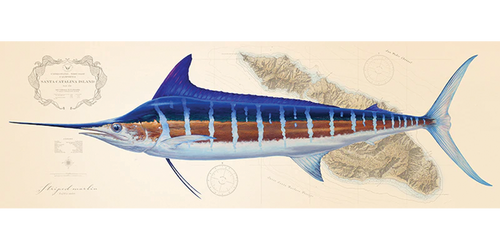 Striped Marlin