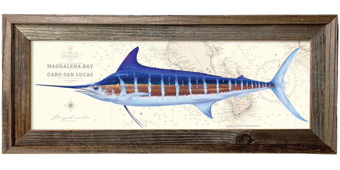 Striped Marlin