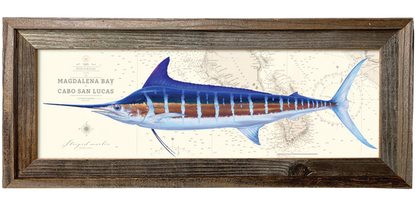 Striped Marlin