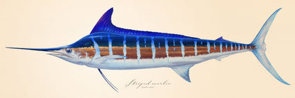 Striped Marlin