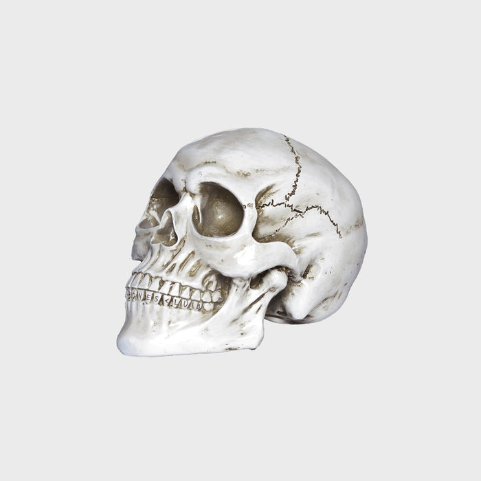 William B Bones - White Skull